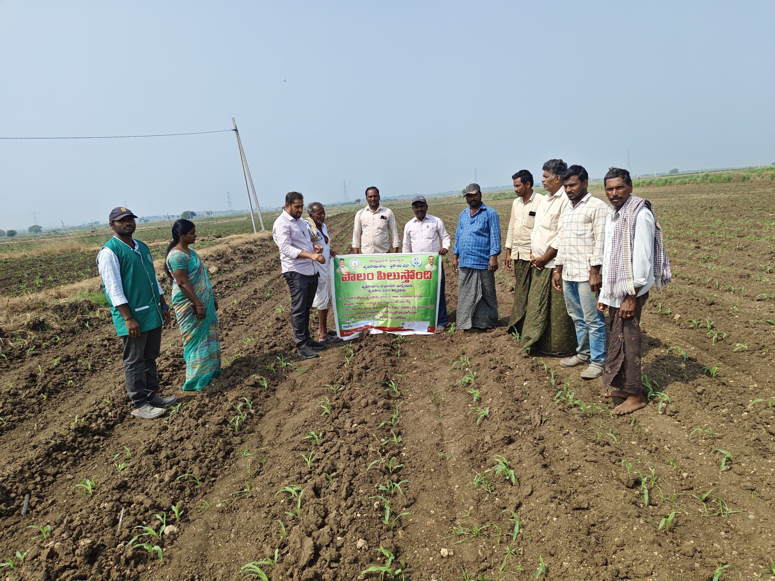 వరి, కంది పంటల్లో సస్యరక్షణ చర్యలు చేపట్టాలి