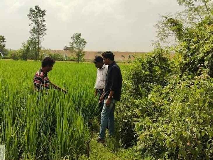 డ్రం సీడర్ సాగుతో అధిక దిగుబడి