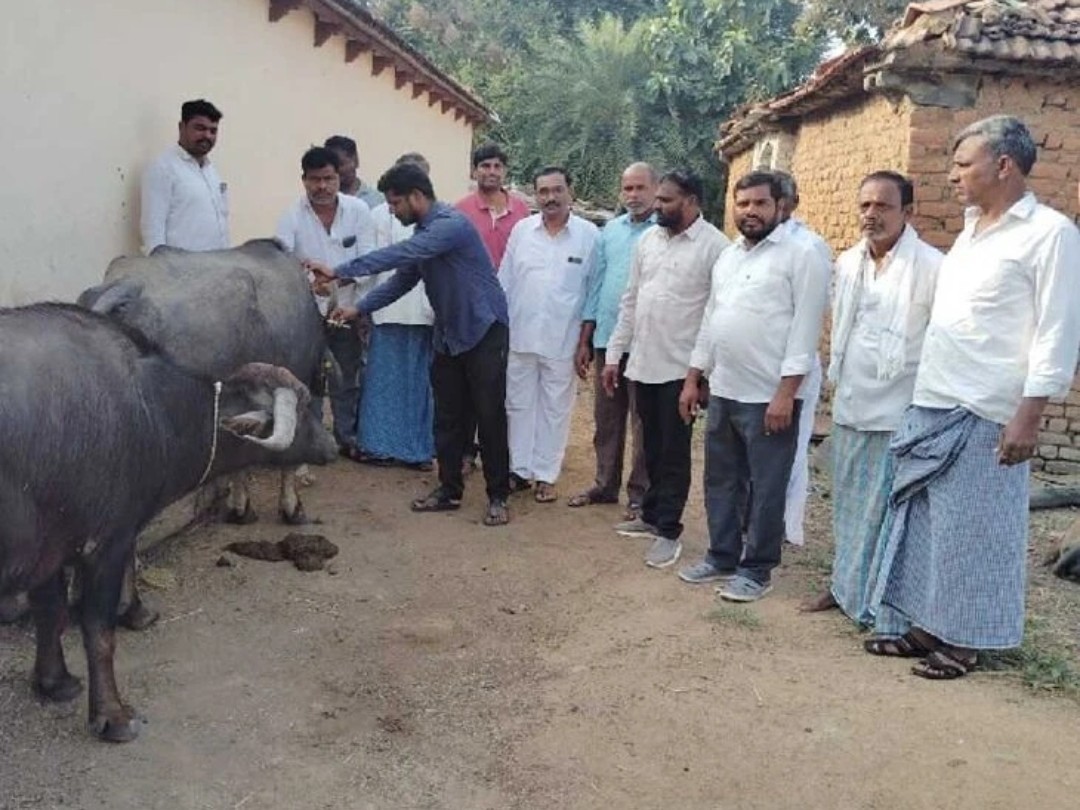 కాటేపల్లిలో పశువులకు గాలికుంటు నివారణ టీకాలు