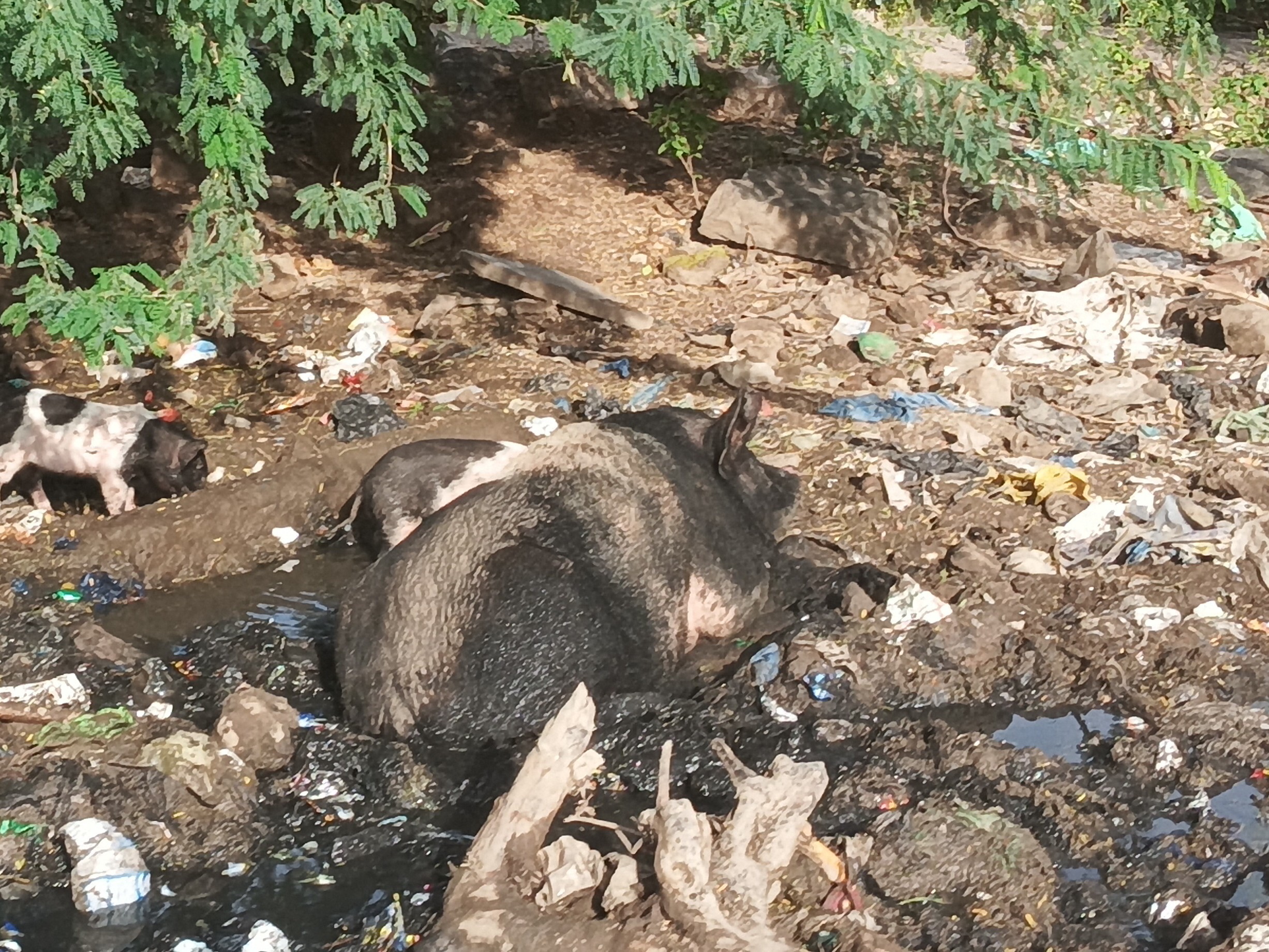 పందుల సంచారంతో  వ్యాధుల భయంతో ప్రజలు