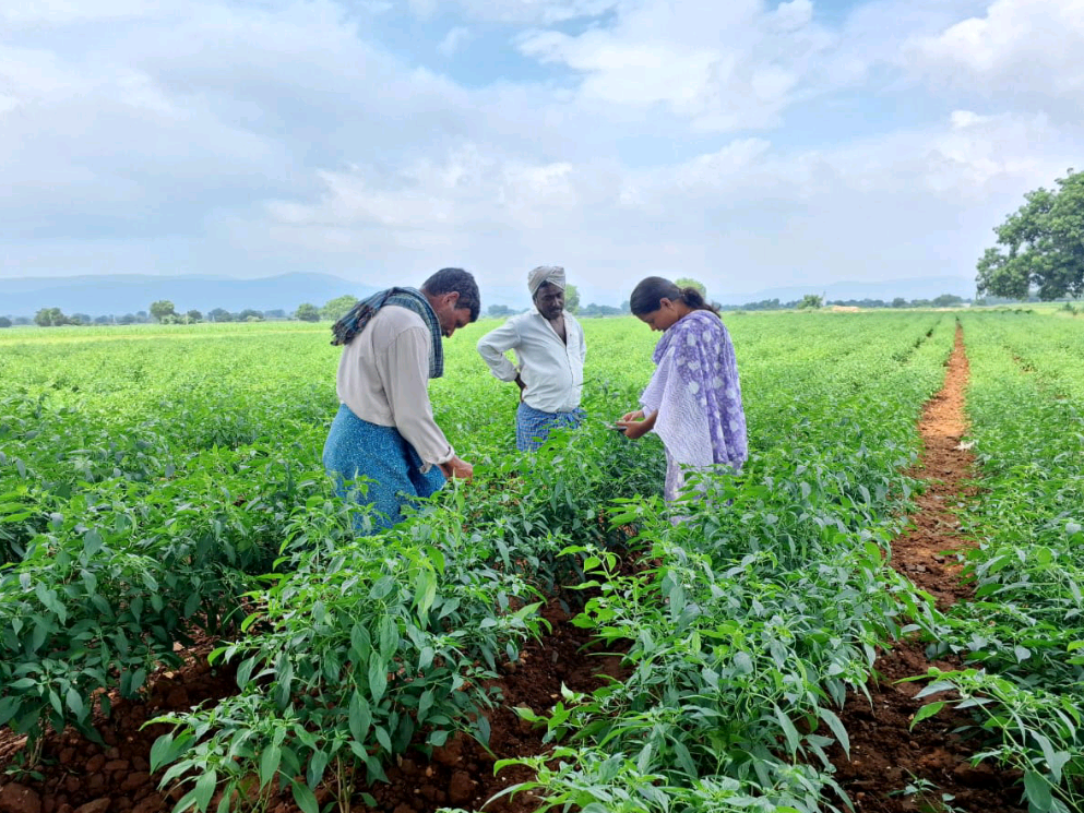 మిరప సాగుపై రైతులకు సూచనలు.