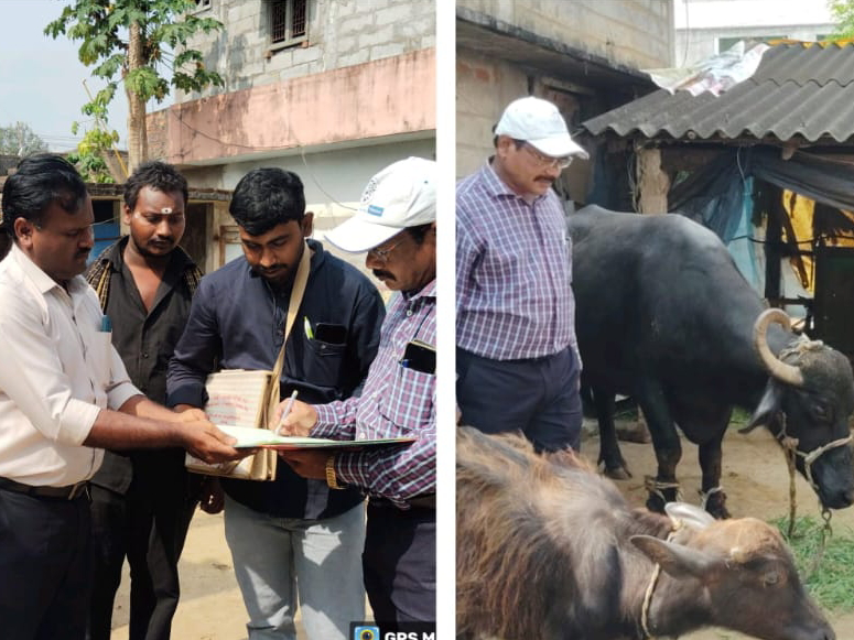 గడువులోగా పశుగణన పూర్తిచేయాలి