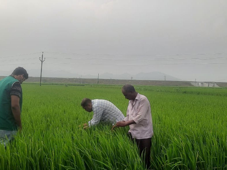 వరి పంట పొలాలు పరిశీలించిన అధికారులు