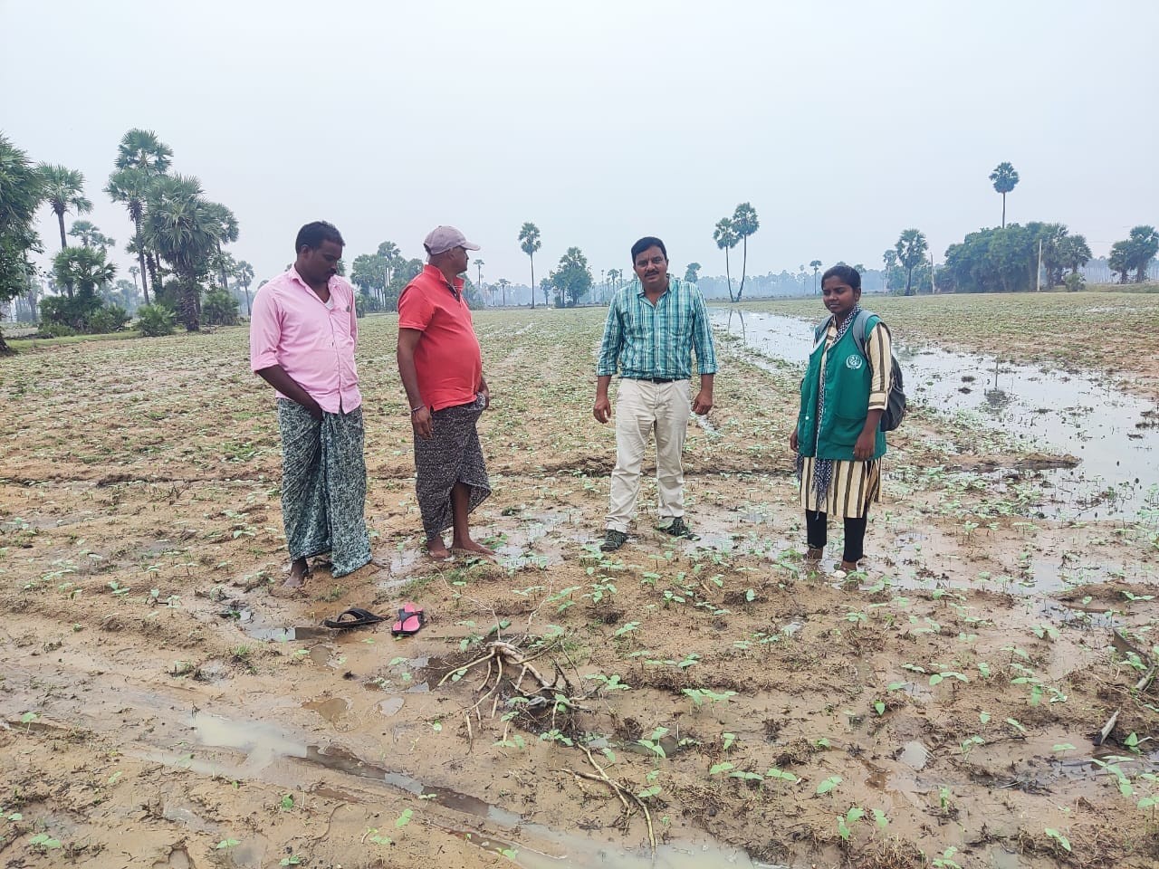 దెబ్బతిన్న పంట పొలాలను పరిశీలించిన ఏవో