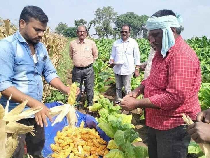 పంట కోత ప్రయోగాల ద్వారా దిగుబడి అంచనా: సీపీఓ