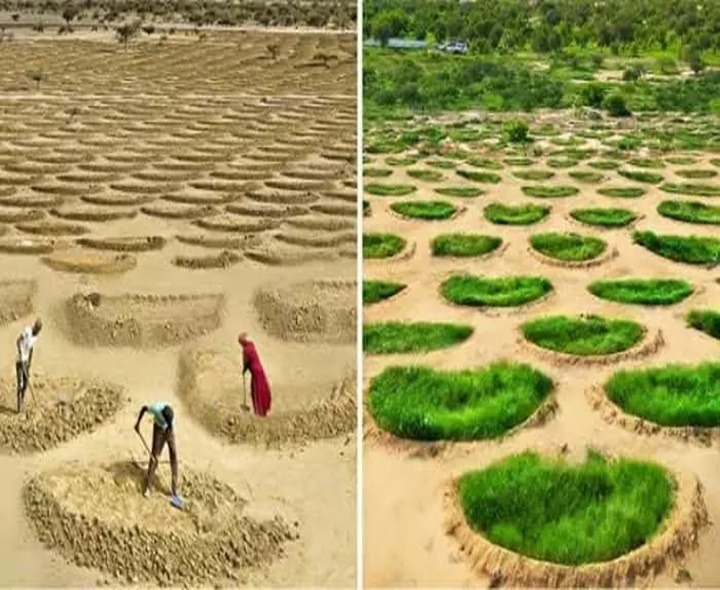 ఎడారిని అడవిగా మార్చిన చైనా