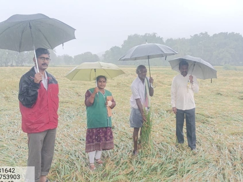 దెబ్బతిన్న వరి పంటను పరిశీలించిన అధికారులు