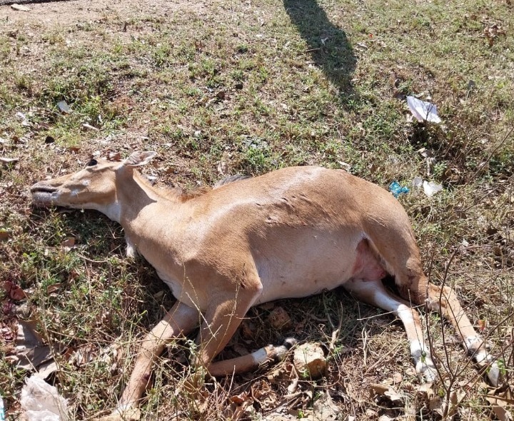 వాహన ప్రమాదంలో నీలుగాయి మృతి