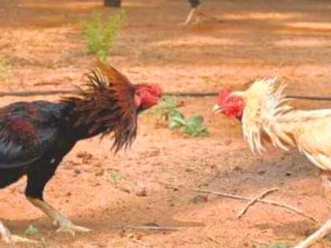 కోడి పందెం స్థావరాలపై పోలీసుల దాడులు