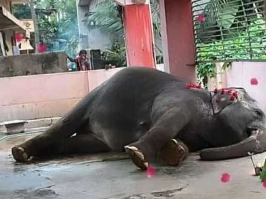 అనుమానాస్పద స్థితిలో ఏనుగు మృతి
