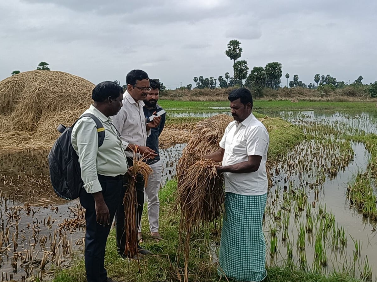 వరి పంటను పరిశీలించిన వ్యవసాయ శాఖ జేడీ