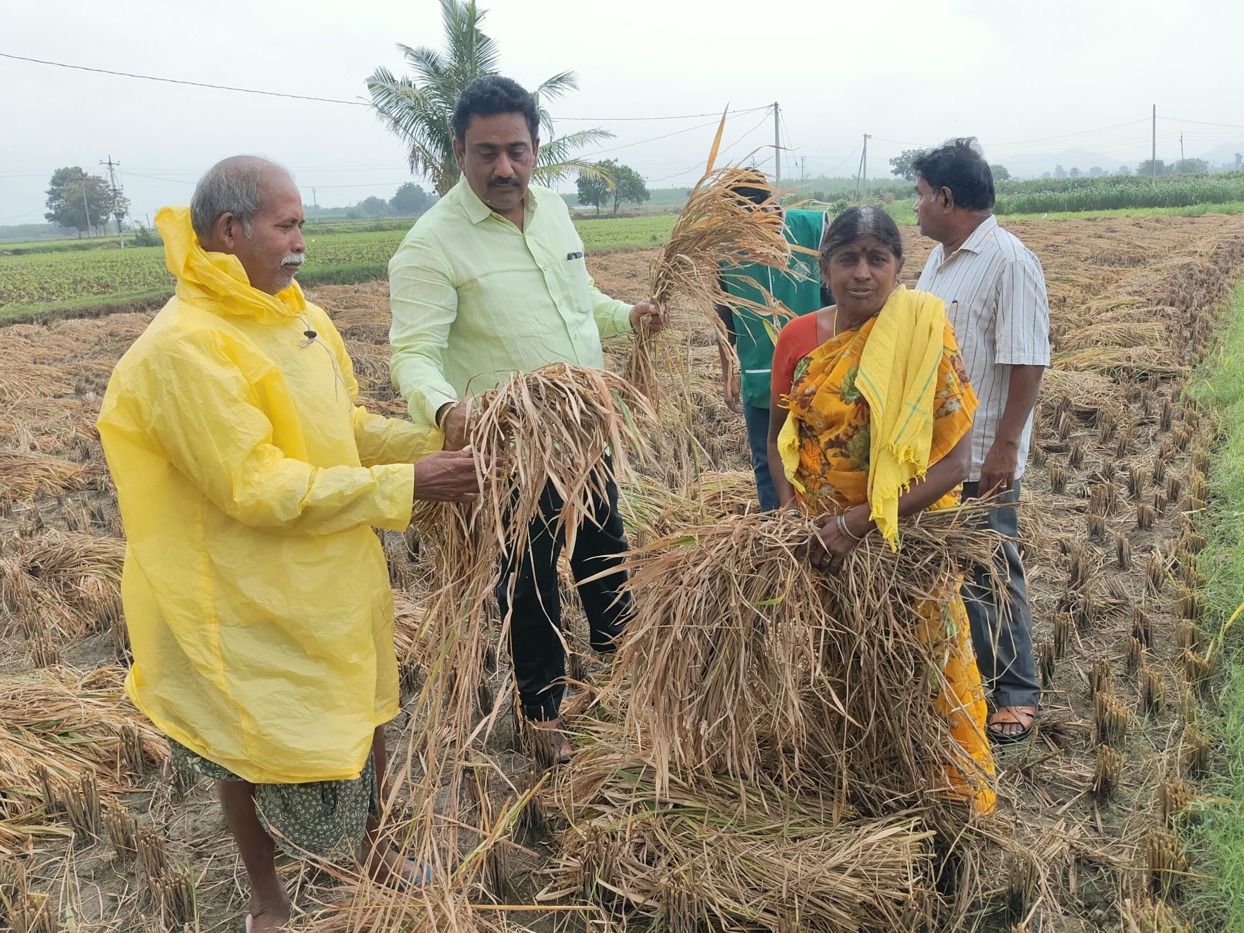 వరి పంటను పరిశీలించిన ఏవో