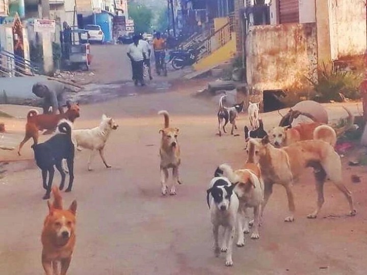 కుక్కల స్వైర విహారం.. పట్టించుకోని అధికారులు