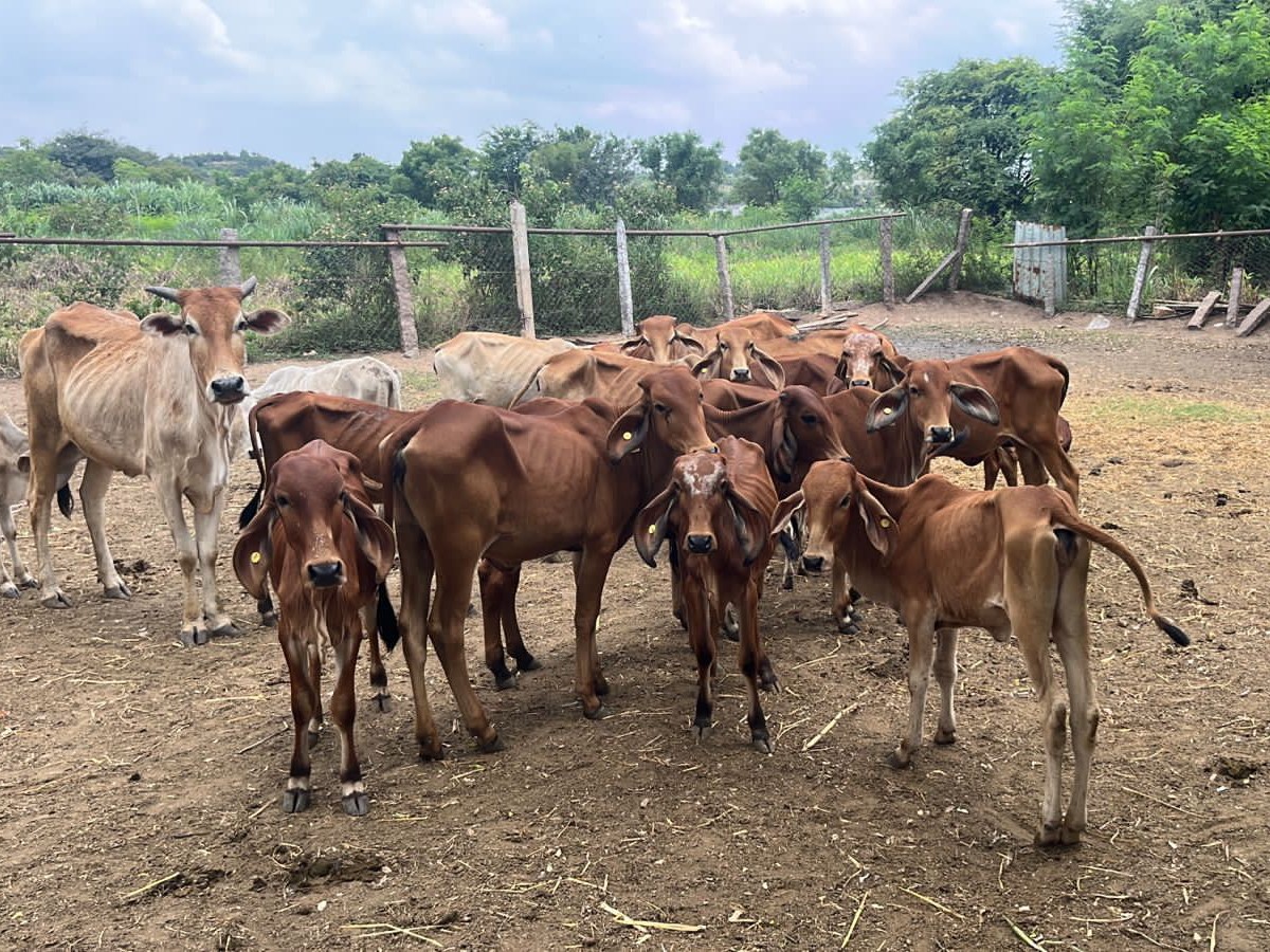 అమావాస్య సందర్భంగా గోత్ర నామాలతో గోపూజ