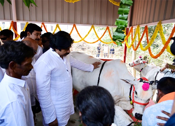 మినీ గోకులాన్ని ప్రారంభించిన పవన్