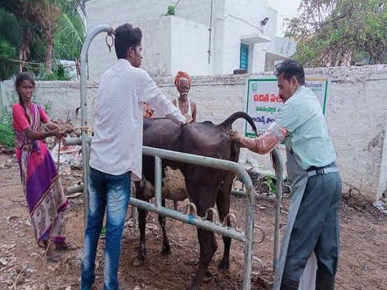 నేటి నుంచి ఉచిత పశు ఆరోగ్య శిబిరాలు