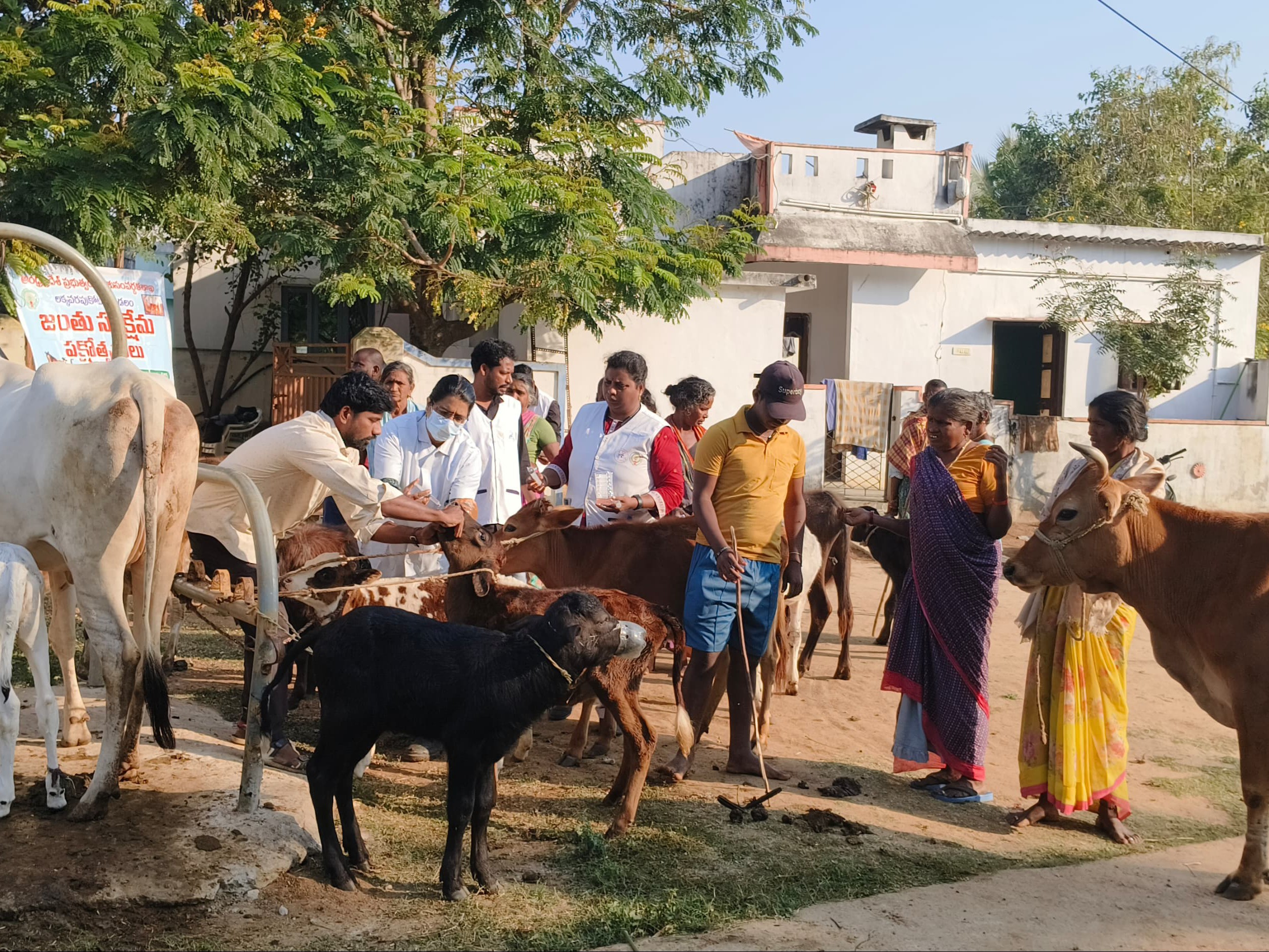 ఉచిత పశు వైద్య శిబిరం