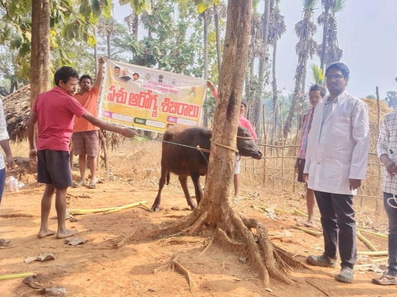 పశు ఆరోగ్య శిబిరాలు నిర్వహించిన వైద్యులు