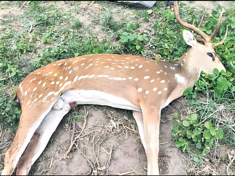 చుక్కల దుప్పిపై వీధి కుక్కల దాడి