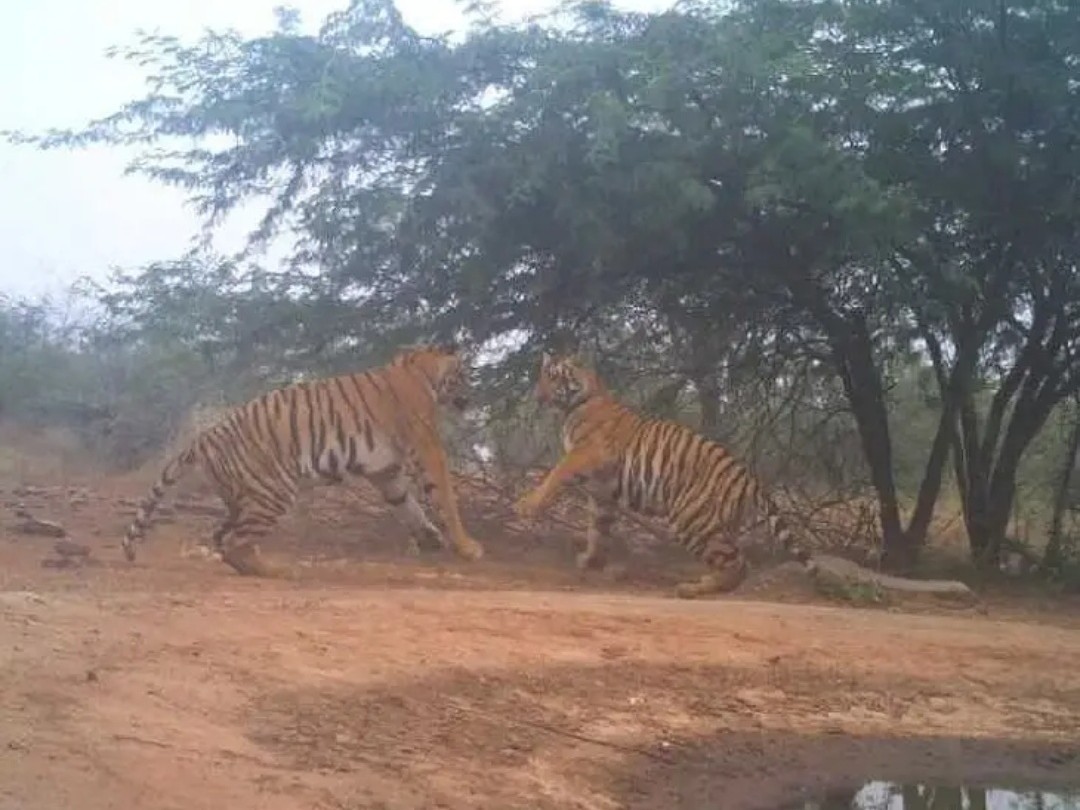 విజయపురి సౌత్‌లో పులుల కదలికలు 