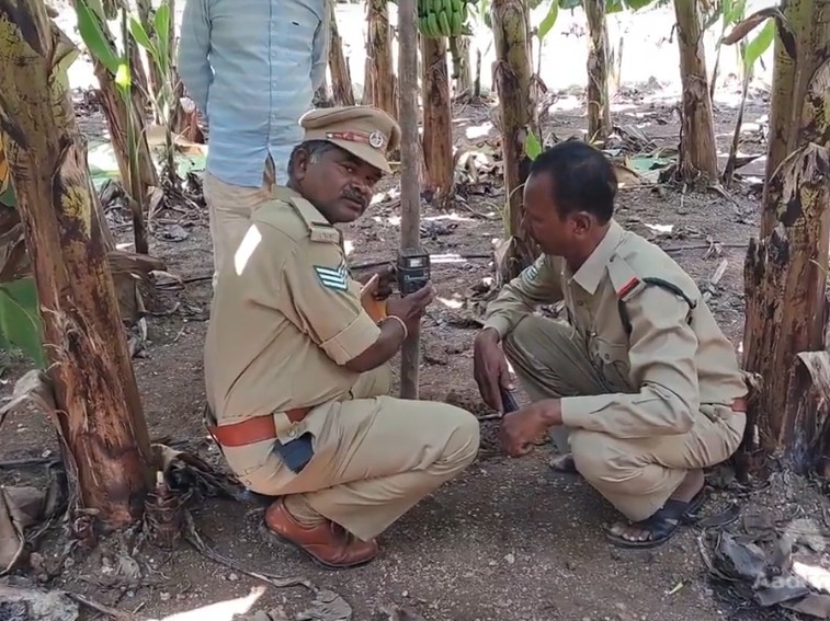 చిరుత పులుల కోసం ట్రాక్ కెమెరాలు