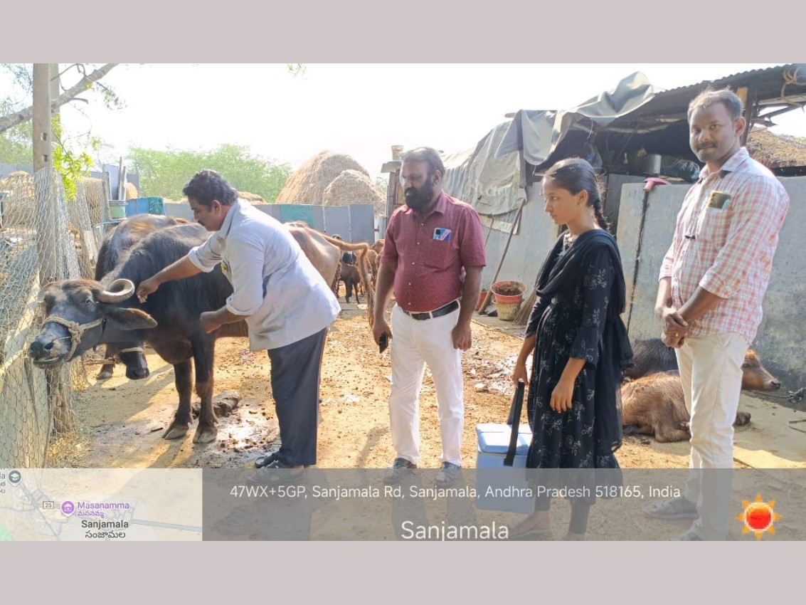 పశువులకు గాలికుంటు టీకాలు వేయించండి: ఏడీ