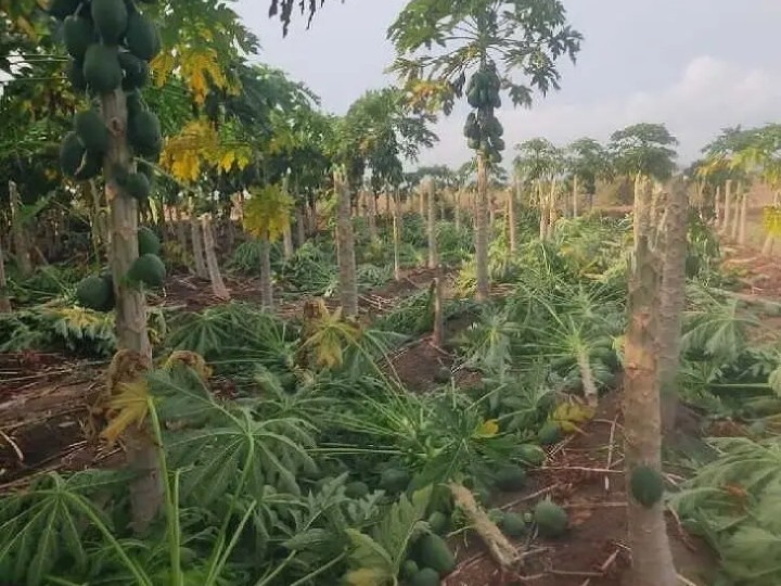 ఈదురు గాలులకు నేలకొరిగిన బొప్పాయి తోటలు