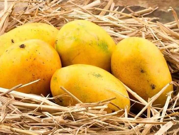 ఉలవపాడు మామిడి వచ్చేసింది..!