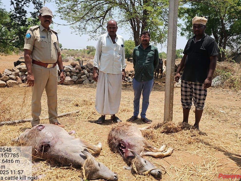 గోల్డెన్ జాక్ దాడిలో రెండు గేదెలు మృతి