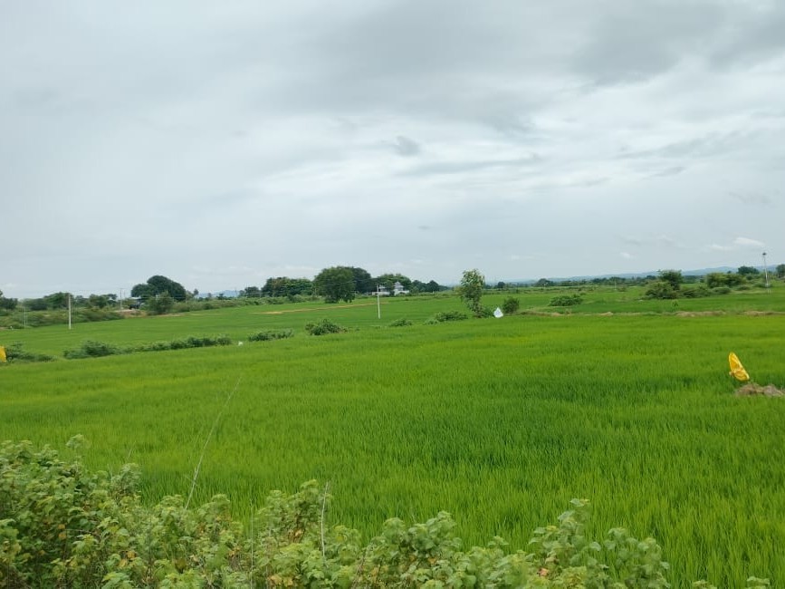 పచ్చదనం పరవళ్ళు… చూపు తిప్పుకోలేవు కళ్లు