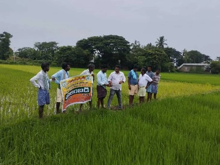 పంట సాగులో తెగులు గుర్తింపు కీలక దశ