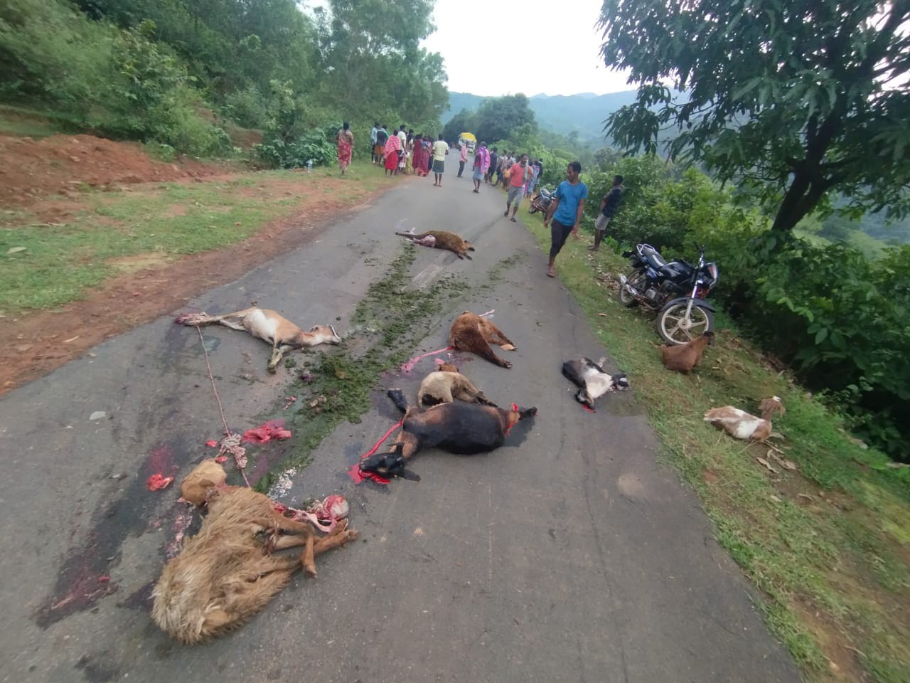 వాహనం ఢీకొని ఆవులు మేకలు మృతి