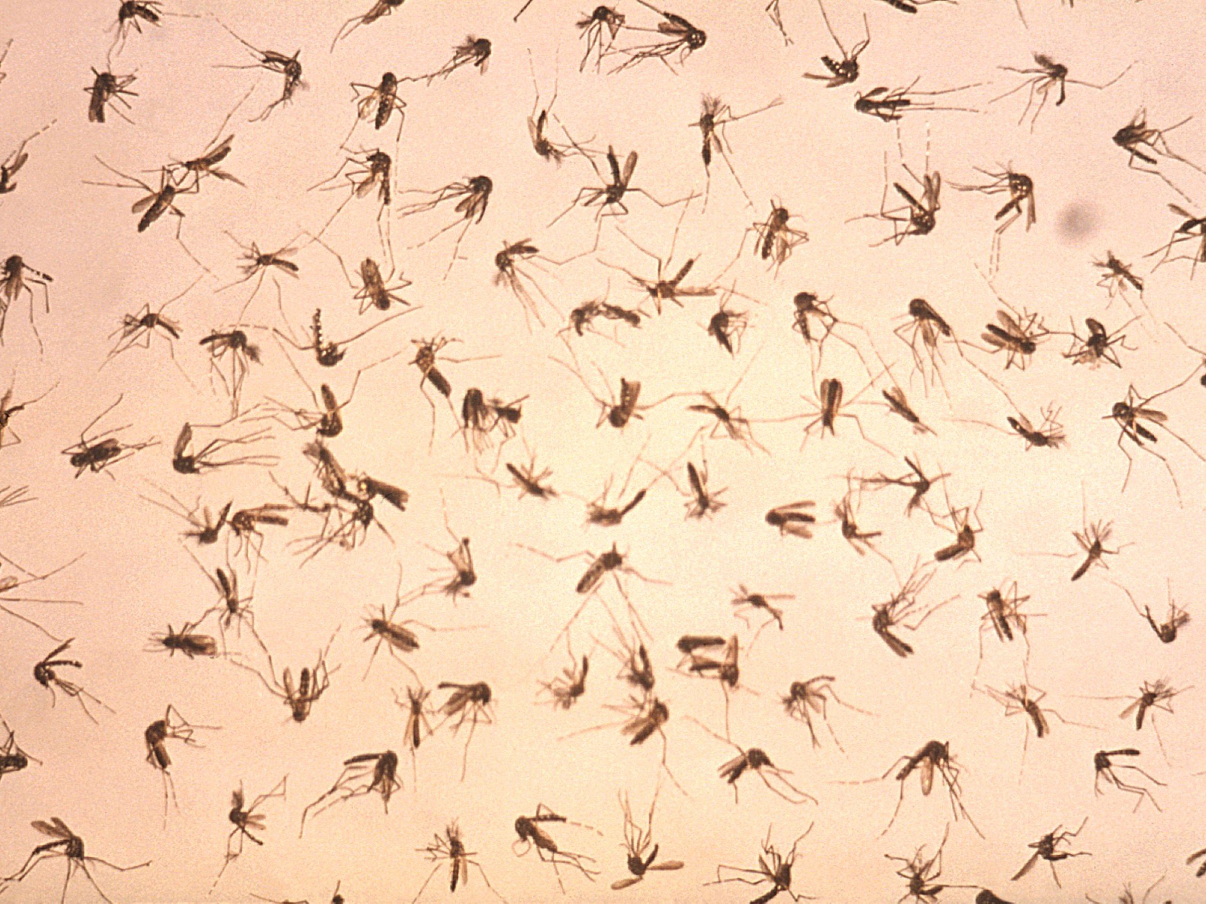 దోమల బెడదతో నరకం.. పట్టించుకోరా..?