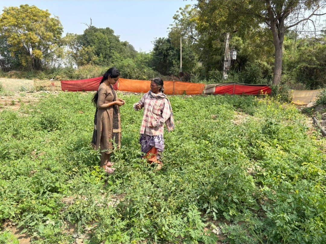 కొమరోలు మండలంలో పంటల పరిశీలన